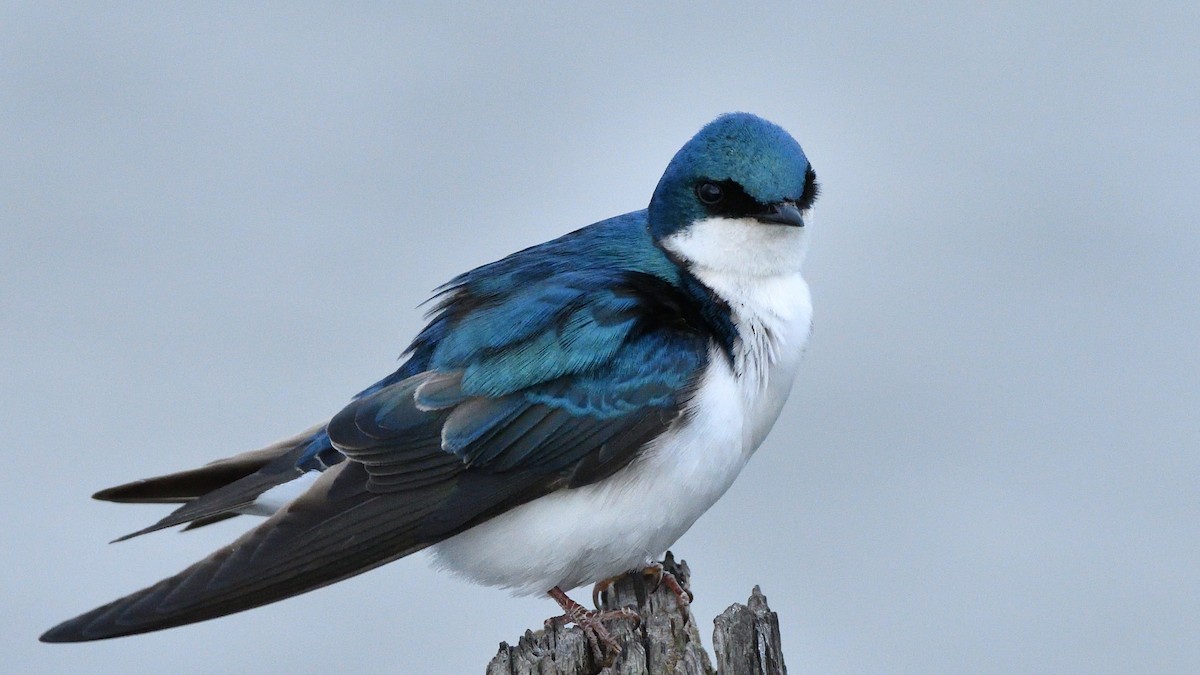 Tree Swallow - ML235321131