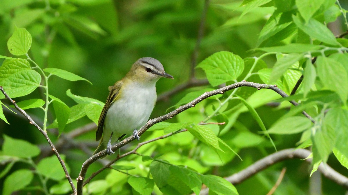 Kızıl Gözlü Vireo - ML235321251