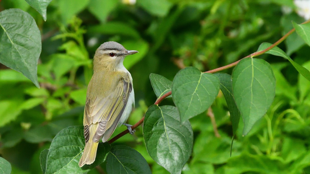 Kızıl Gözlü Vireo - ML235321331