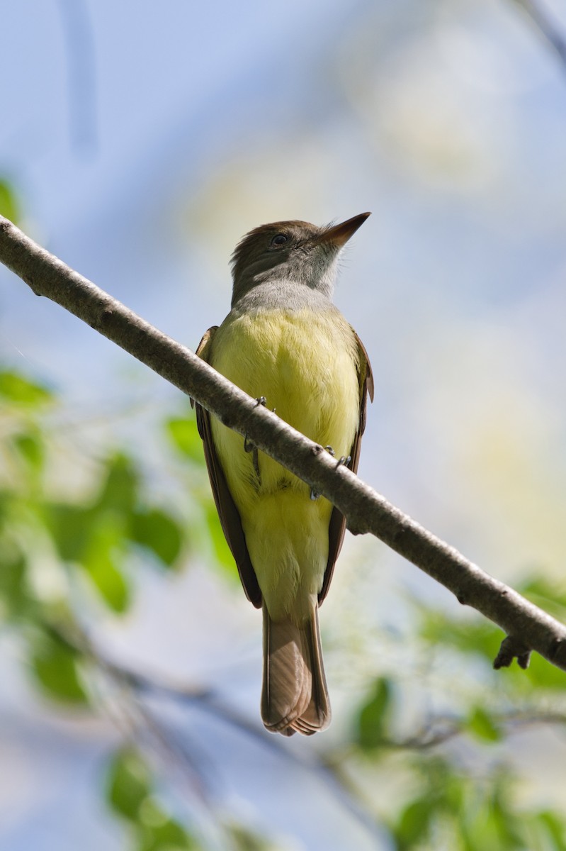 Great Crested Flycatcher - ML235321821