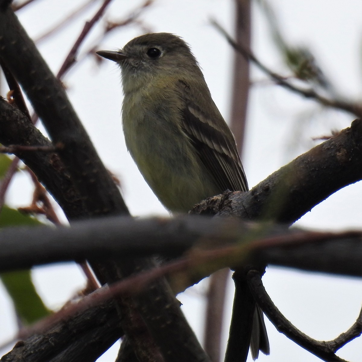 Dusky Flycatcher - ML235321831