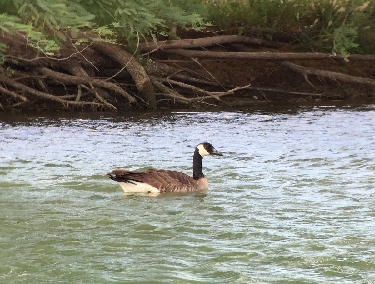 Канад галуу - ML235321851
