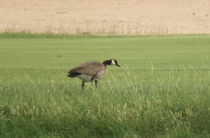 Канад галуу - ML235321881