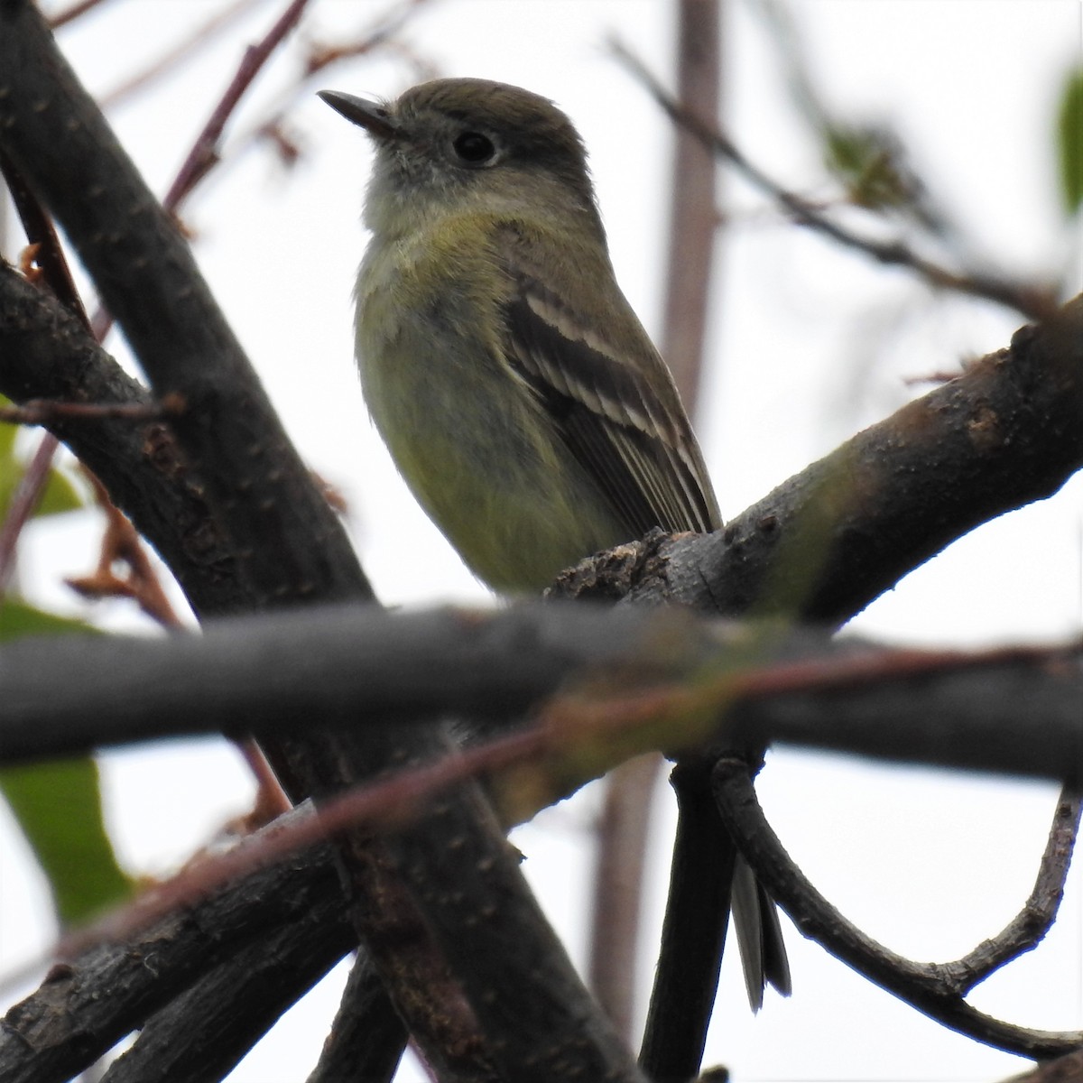 Dusky Flycatcher - ML235321971