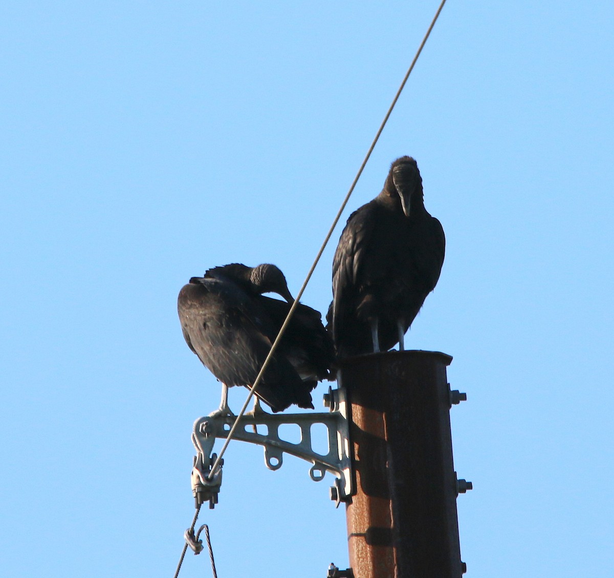 Black Vulture - ML235322861