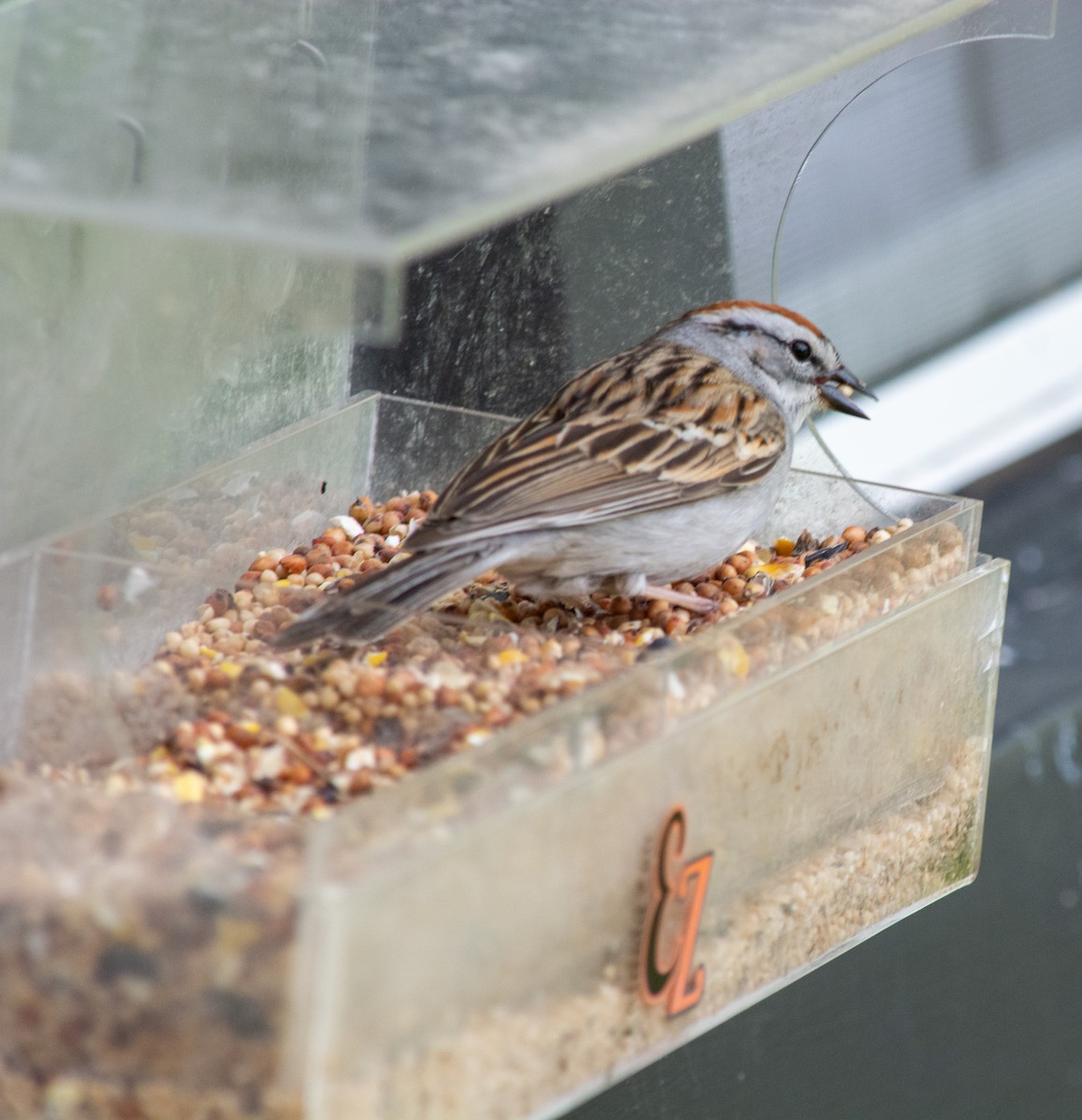 Chipping Sparrow - ML235323081