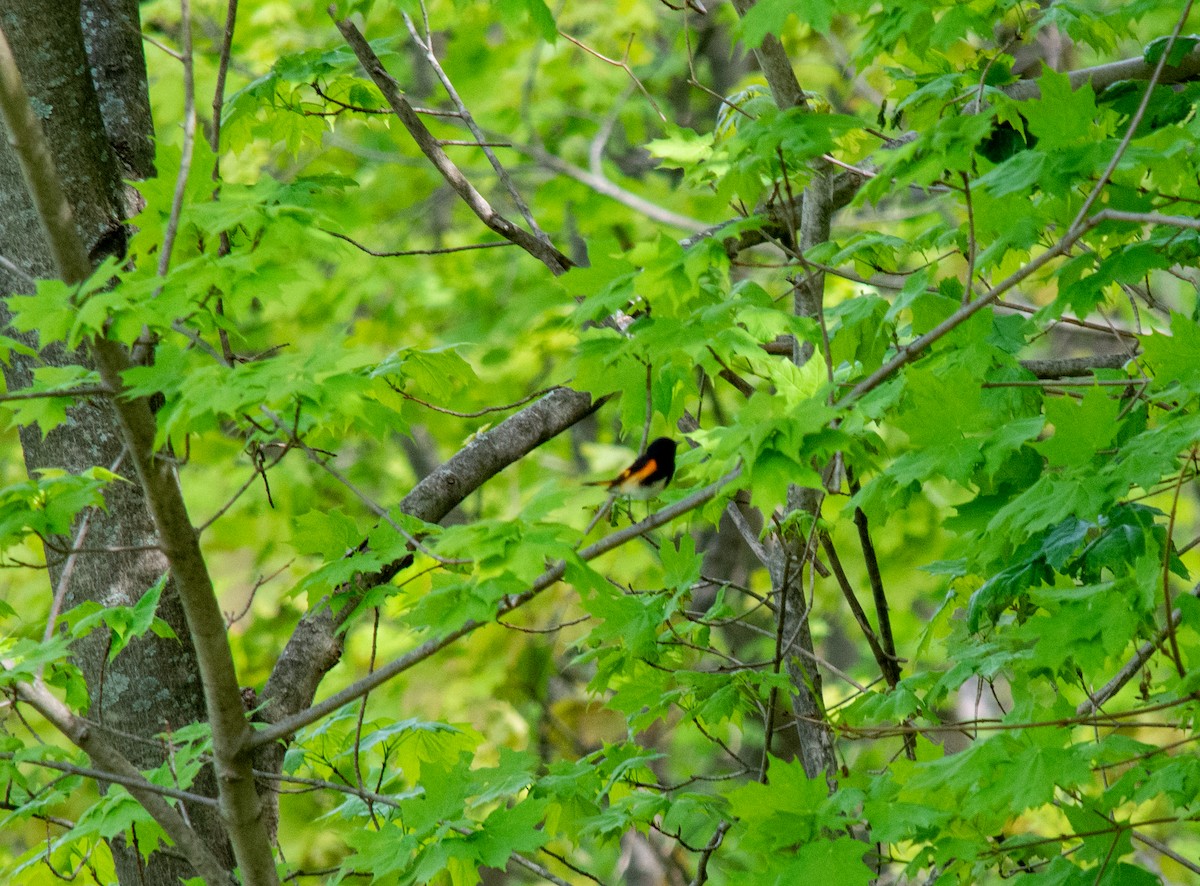 American Redstart - ML235323131