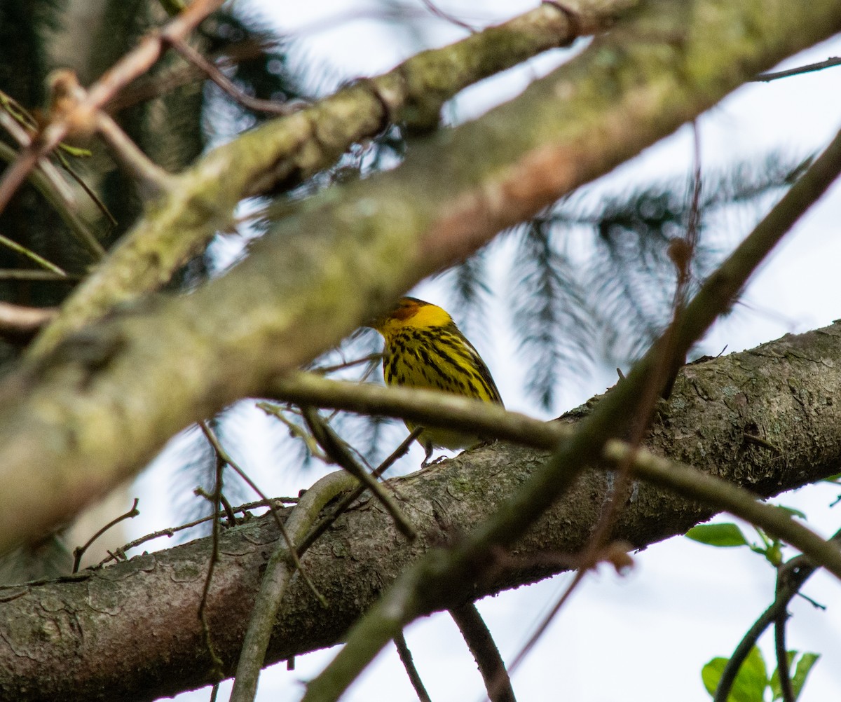 Cape May Warbler - ML235323331