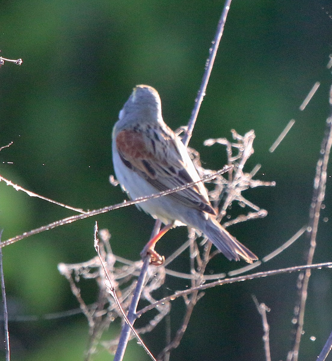 Dickcissel - ML235323861