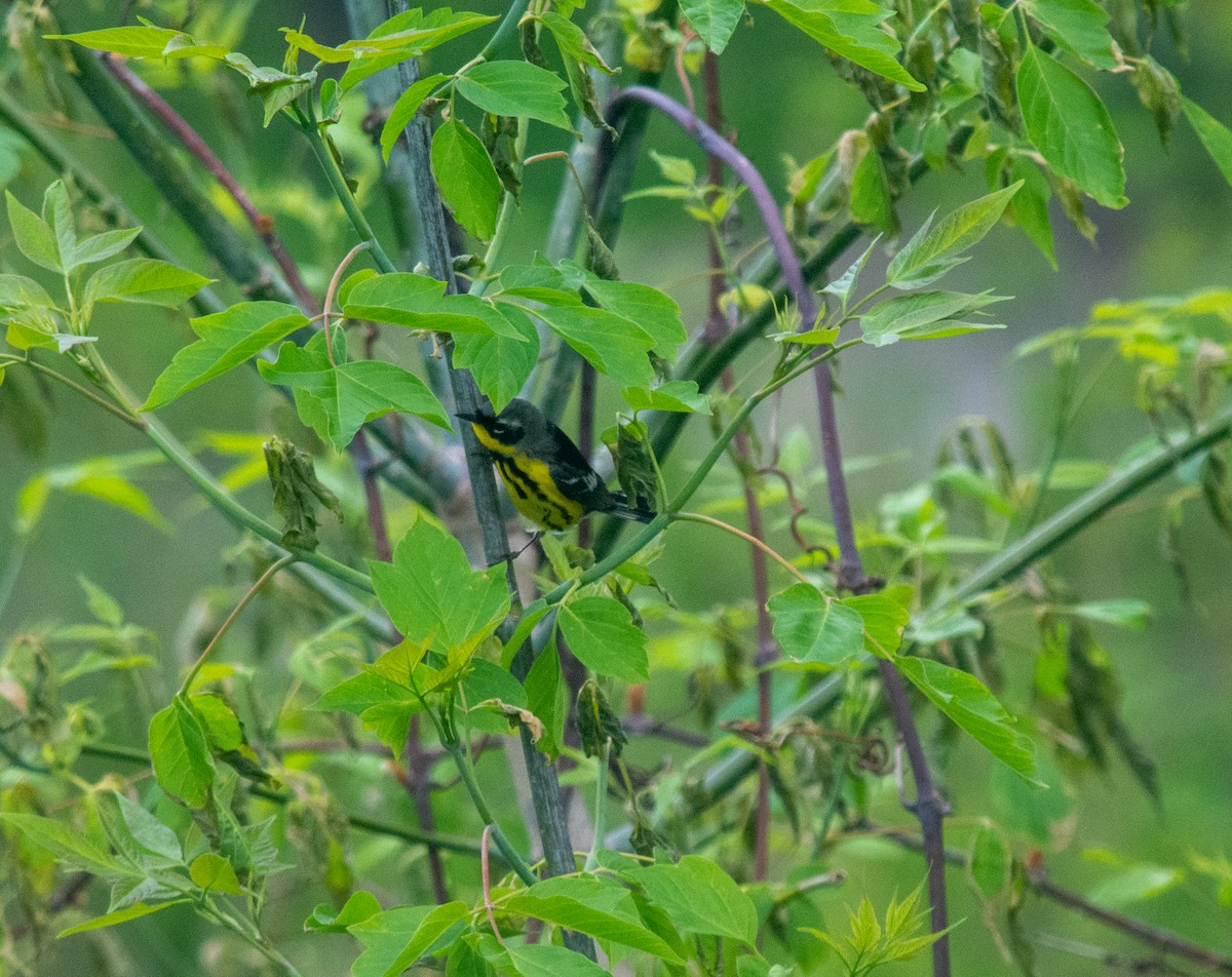 Magnolia Warbler - ML235323871