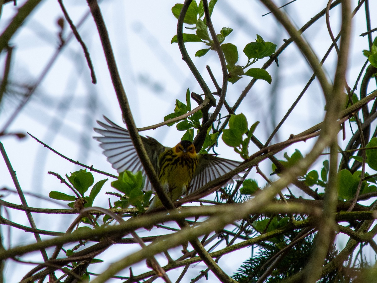 Cape May Warbler - ML235324331