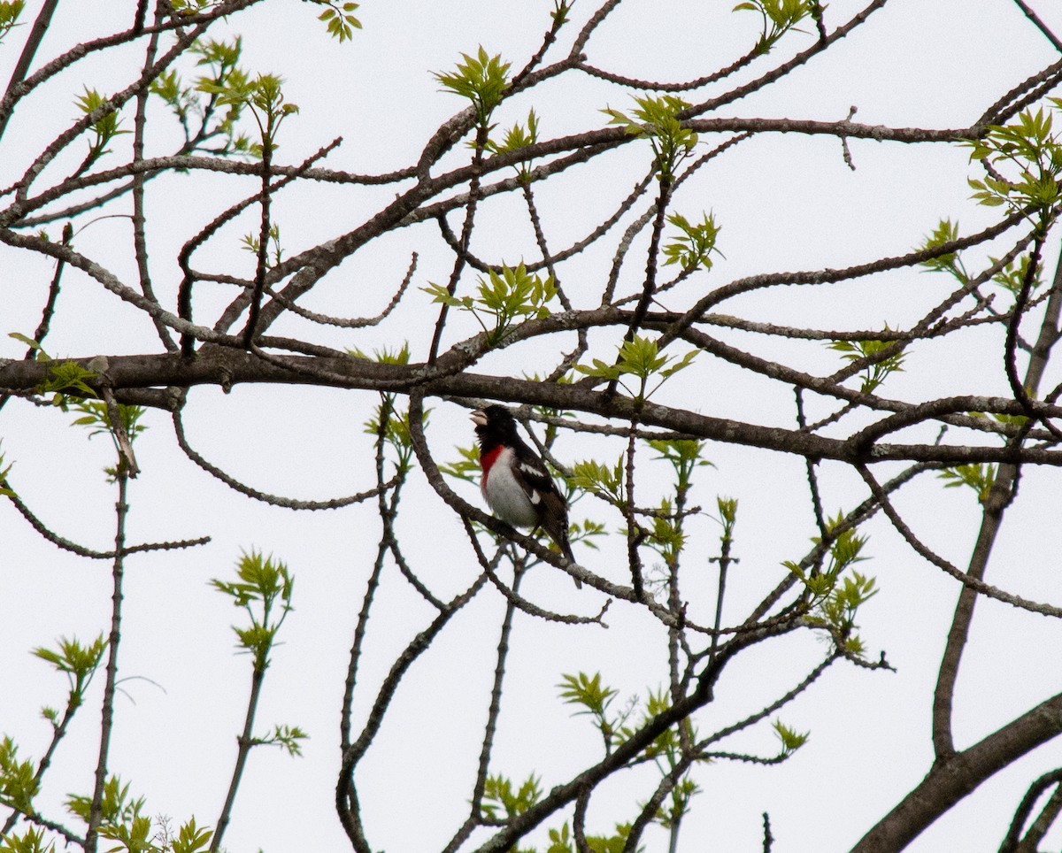 Rose-breasted Grosbeak - ML235324401