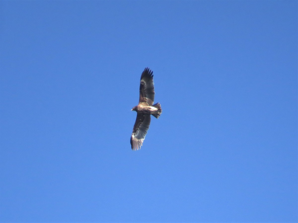 Greater Spotted Eagle - ML235326961