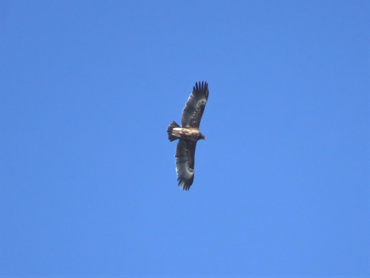 Greater Spotted Eagle - ML235326971