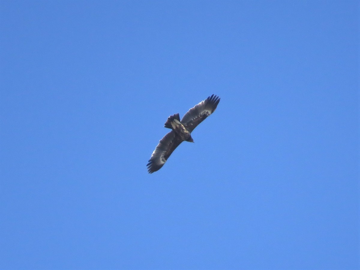 Greater Spotted Eagle - ML235326981