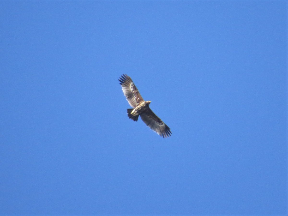 Greater Spotted Eagle - ML235326991