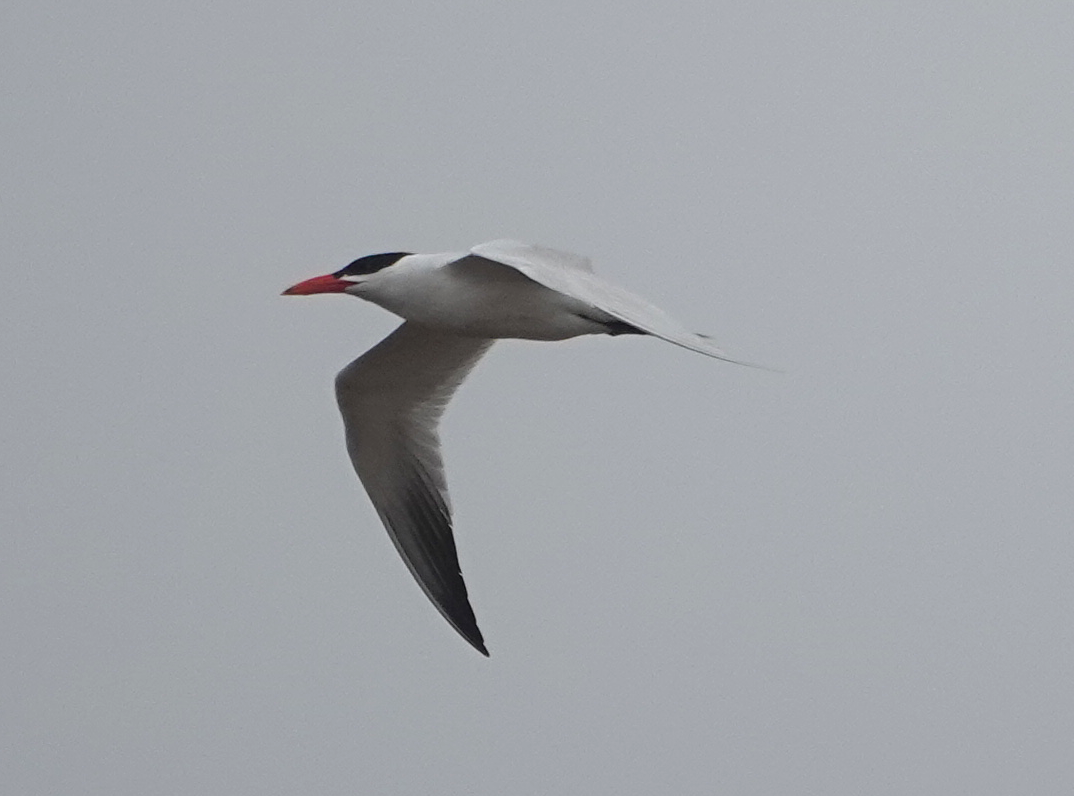 Caspian Tern - Diane LeBlanc