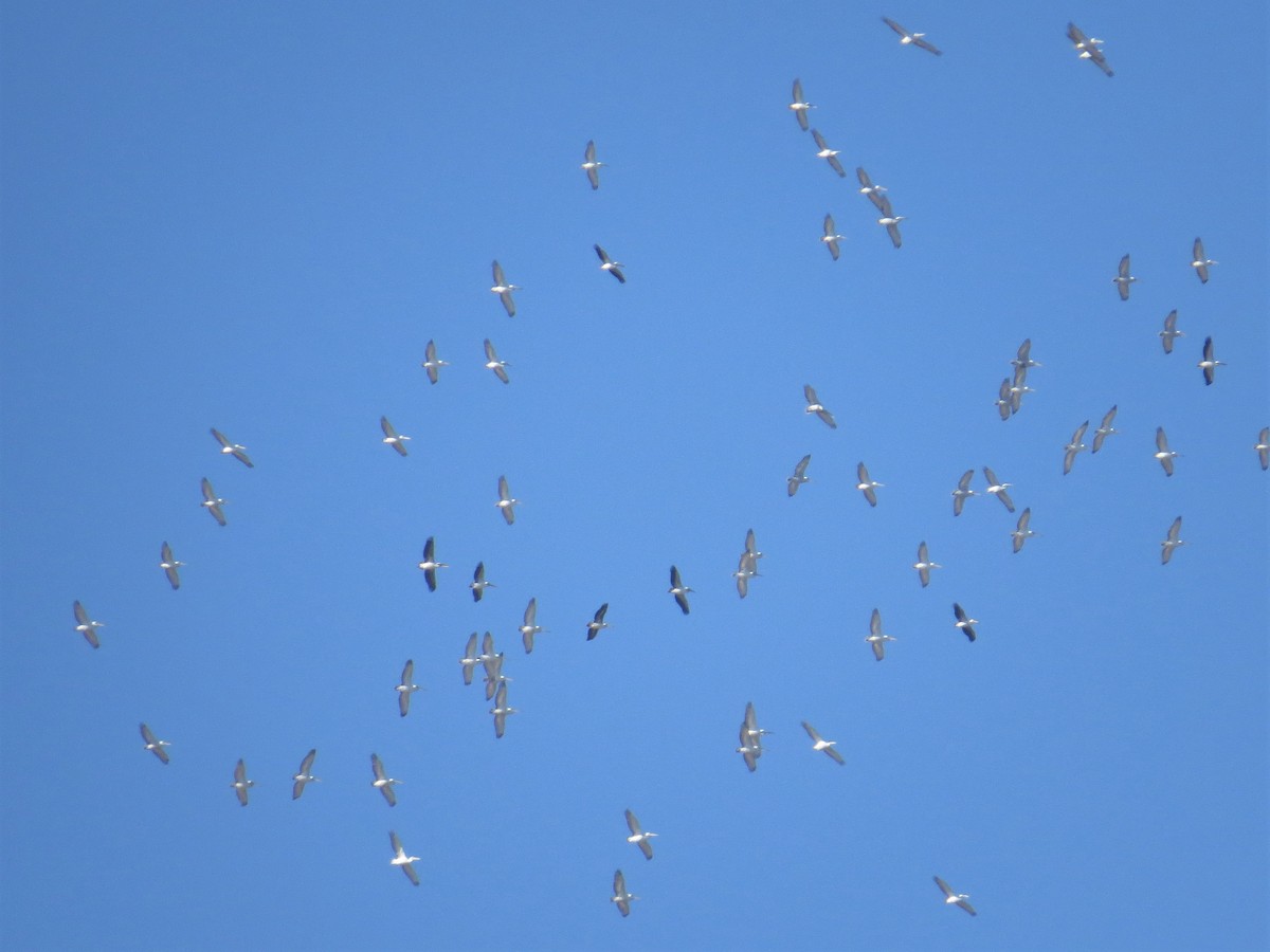 Dalmatian Pelican - ML235327151