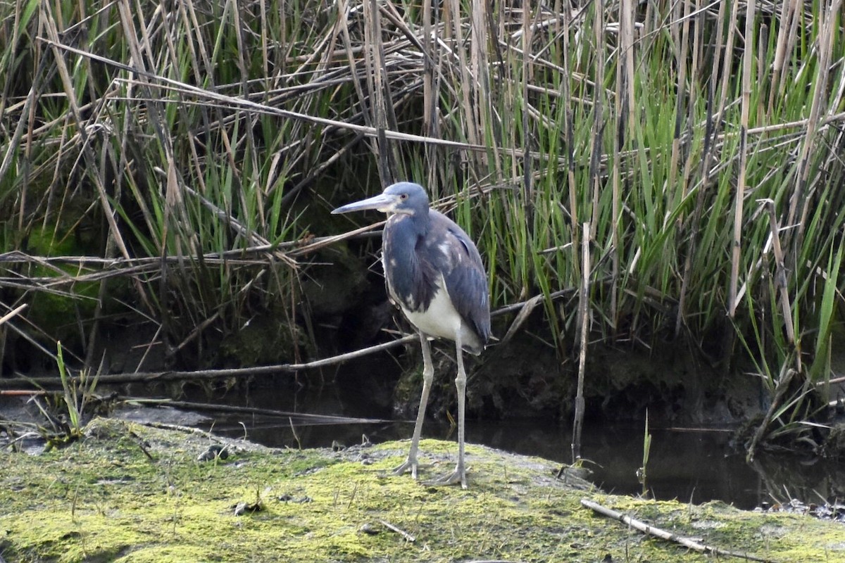 Tricolored Heron - Steven Weiss