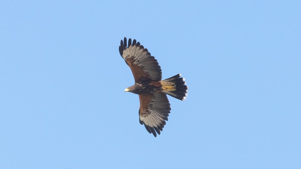 Harris's Hawk - ML235327931