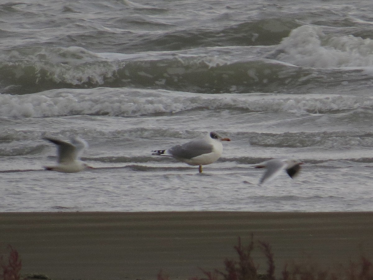 Pallas's Gull - ML235328071