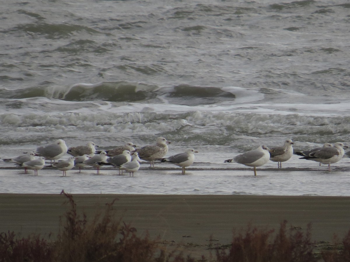 Common Gull - ML235328121