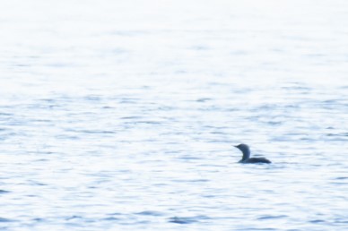 Red-throated Loon - ML235328691