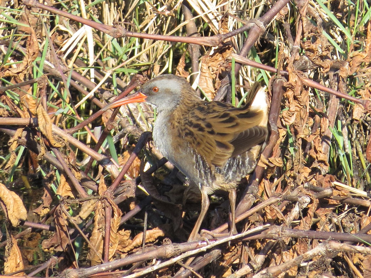 Water Rail - ML235329111