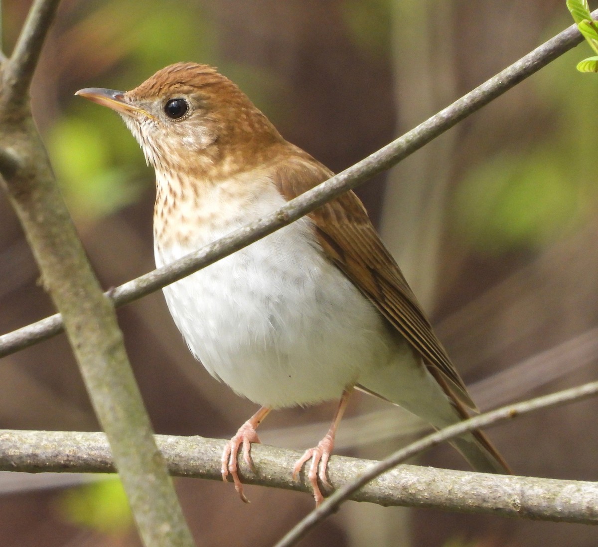Veery - ML235329841
