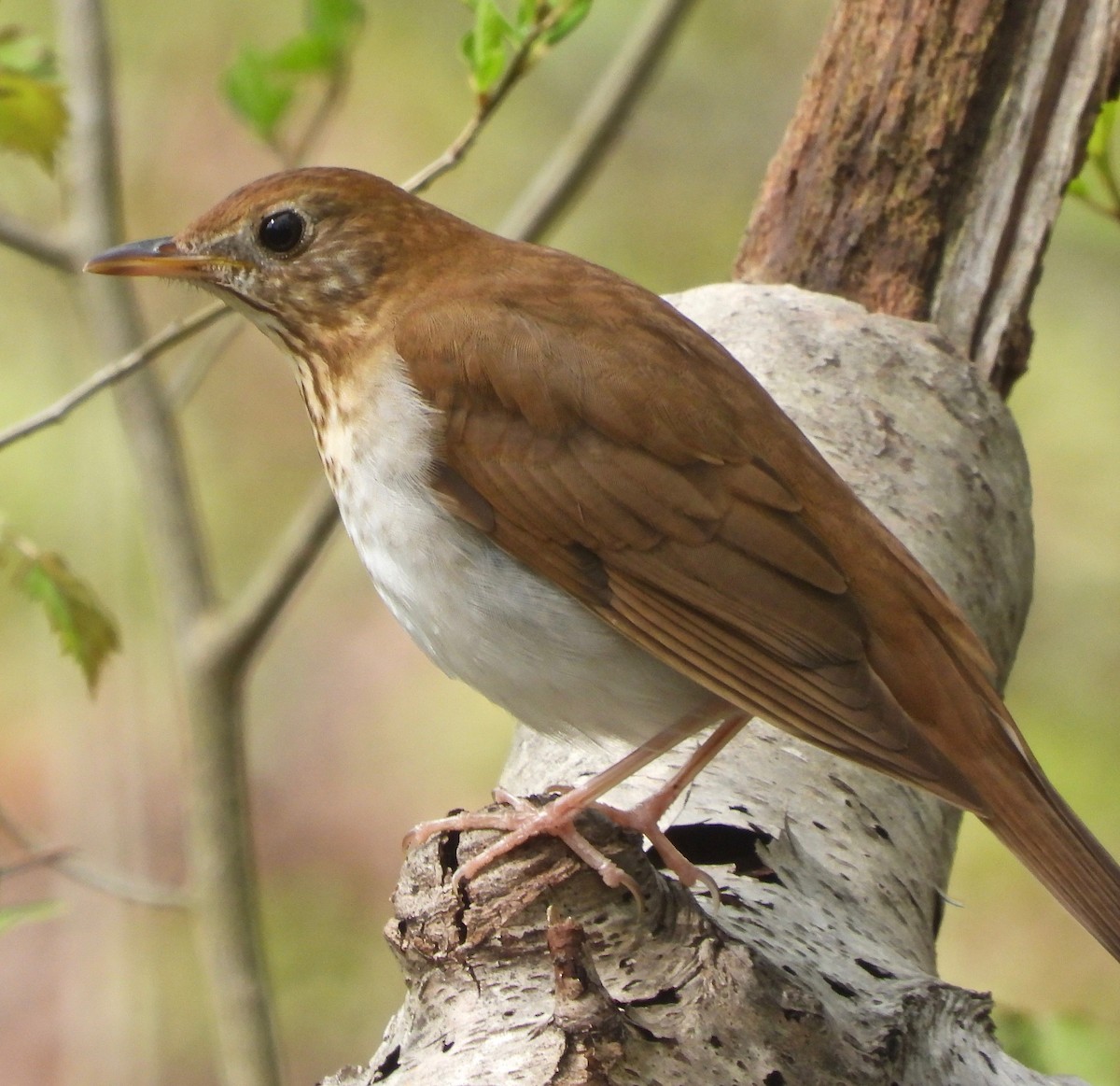 Veery - ML235330071