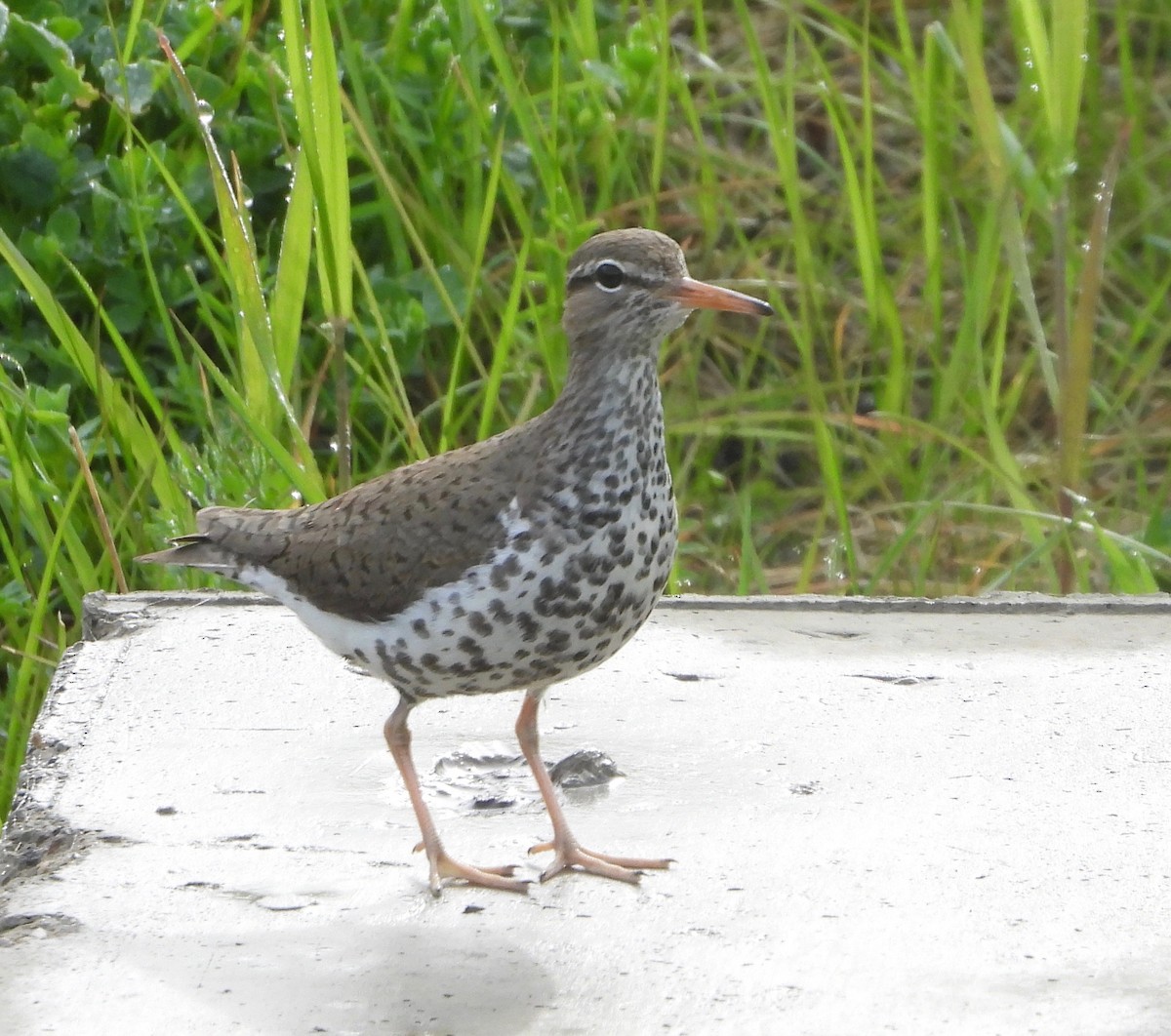 Spotted Sandpiper - inga schmidt