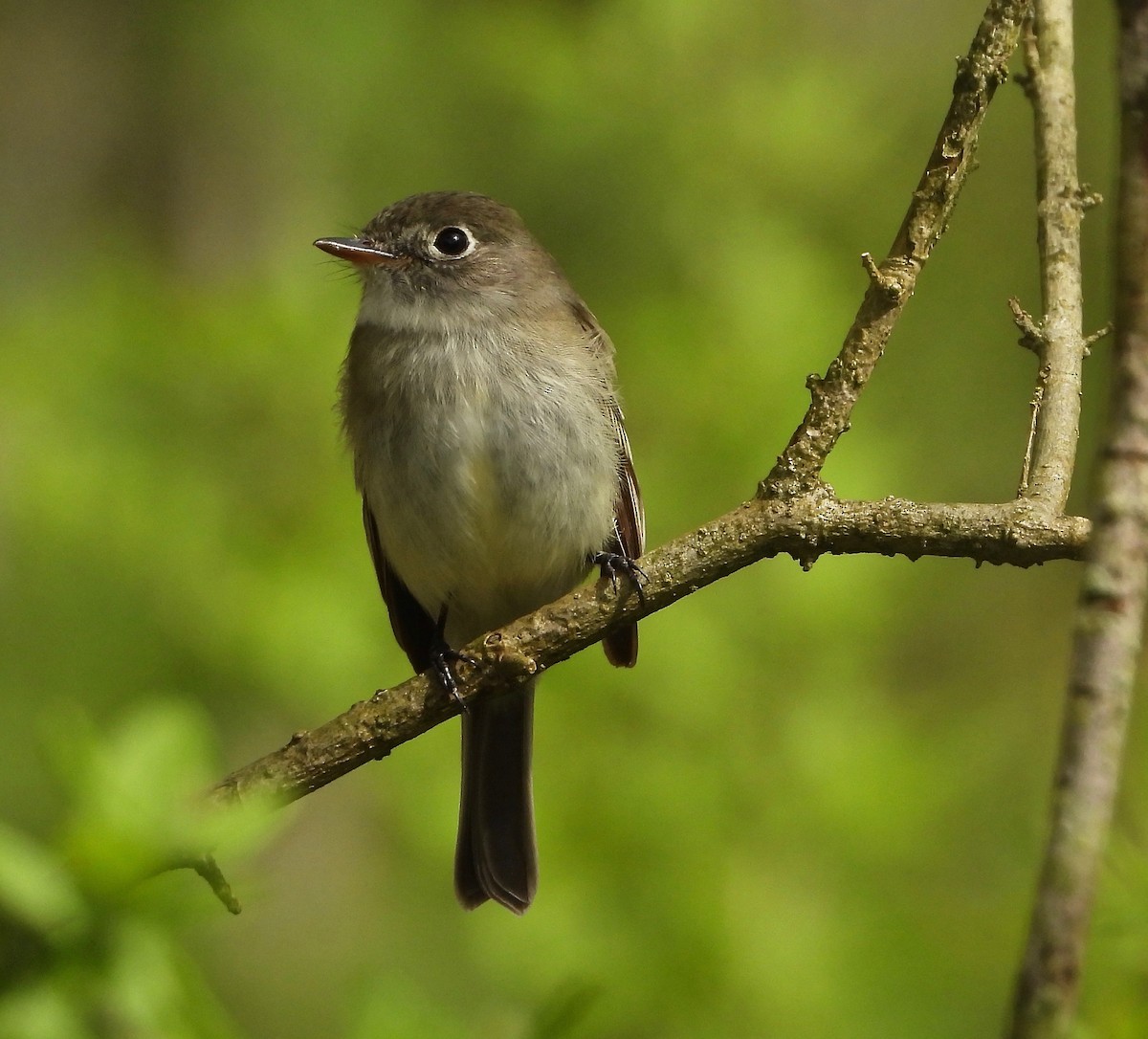 Least Flycatcher - ML235330691