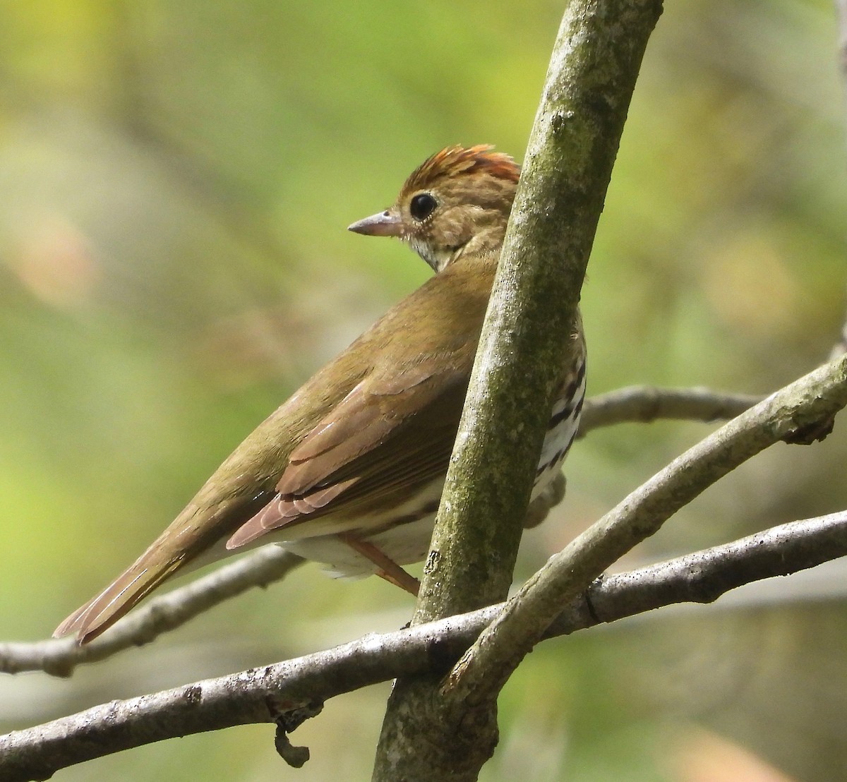 Ovenbird - ML235331001