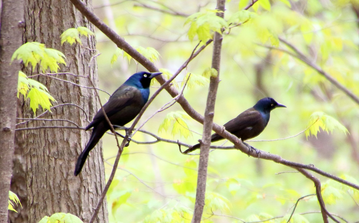 Common Grackle - ML235331381