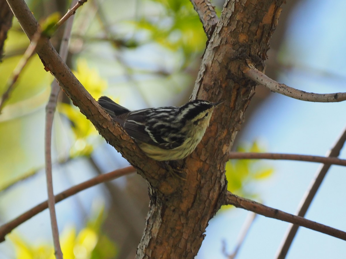 Black-and-white Warbler - Leslie S
