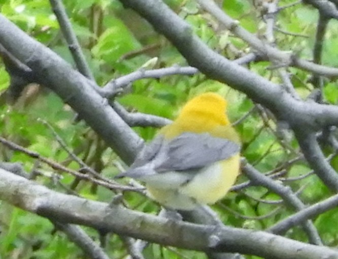 Prothonotary Warbler - ML235332351