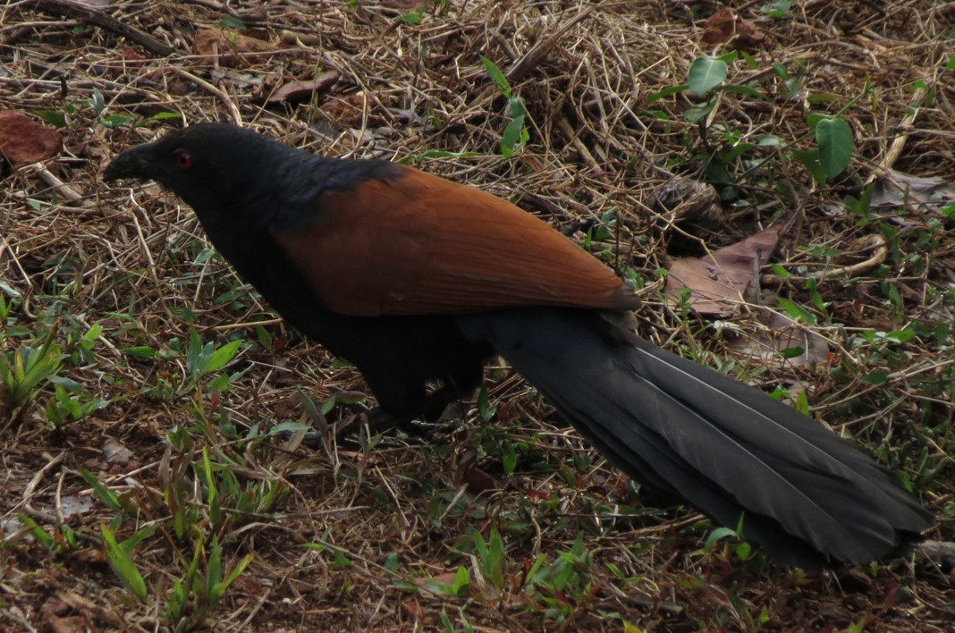 Greater Coucal - ML235333031