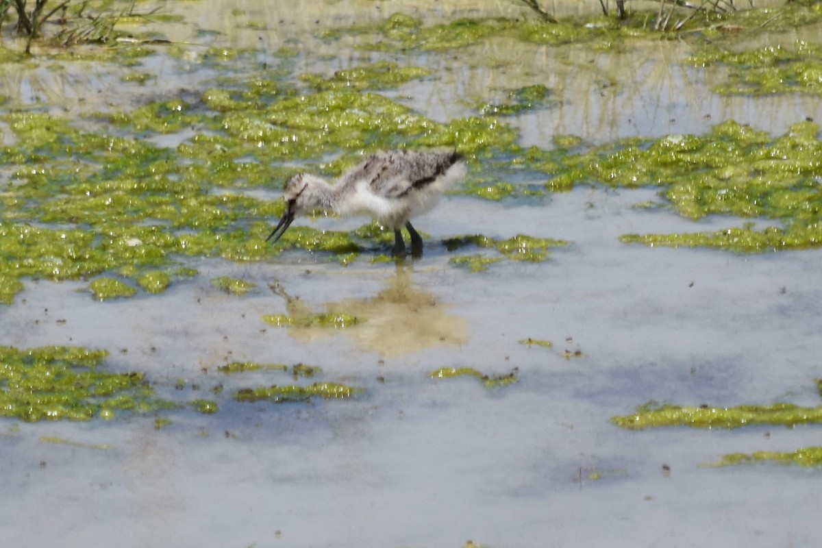 American Avocet - ML235335701