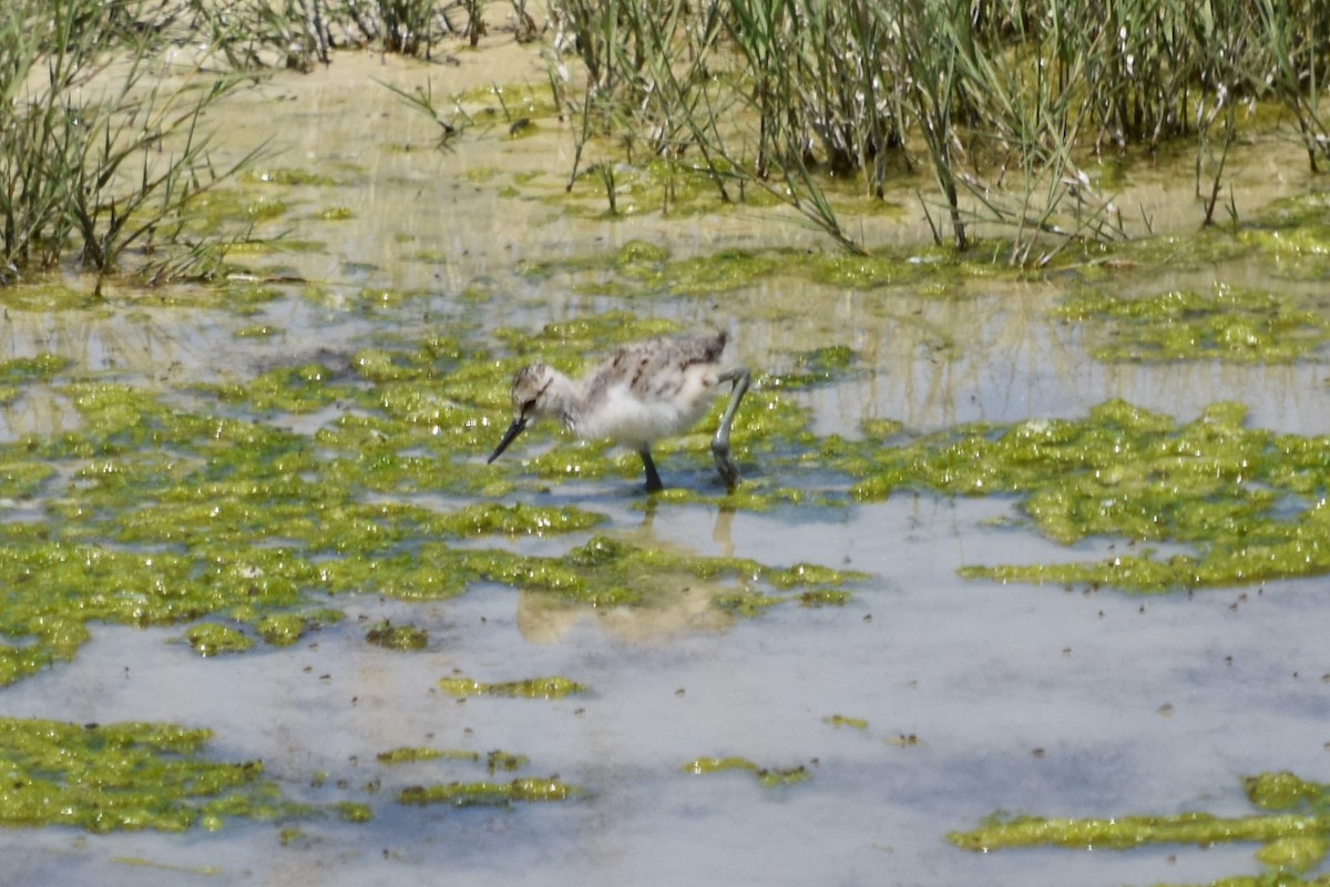 American Avocet - ML235335711