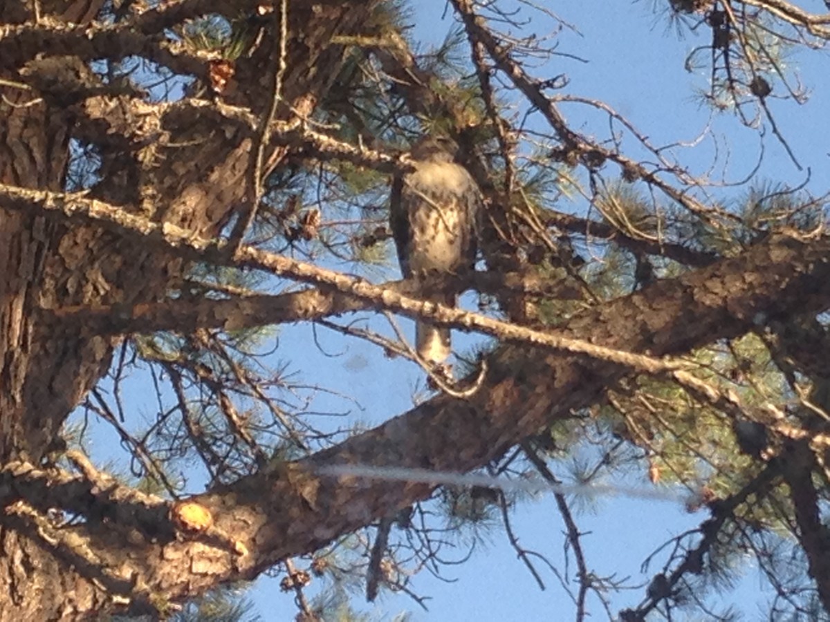 Red-tailed Hawk - Sequoia Wrens