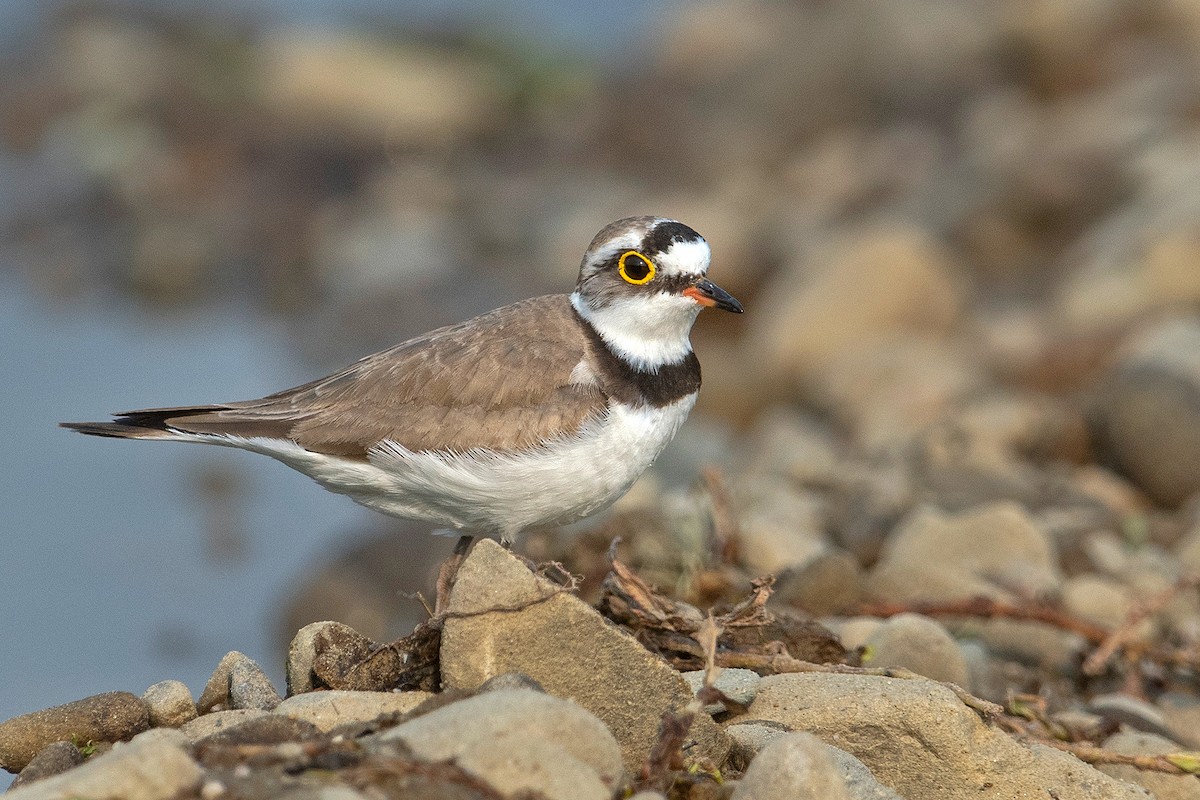 Little Ringed Plover - ML235336311