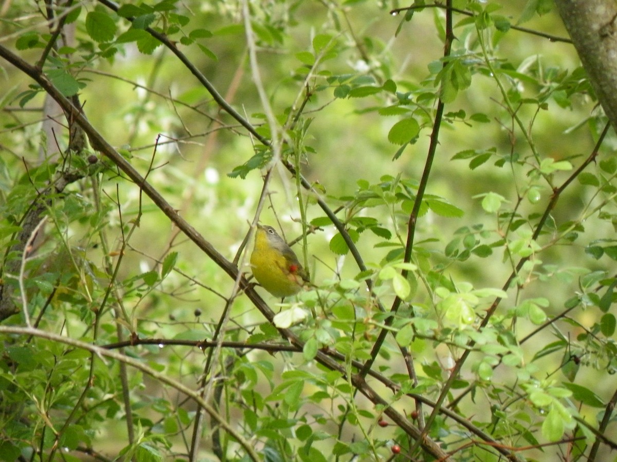 Nashville Warbler - ML235338211