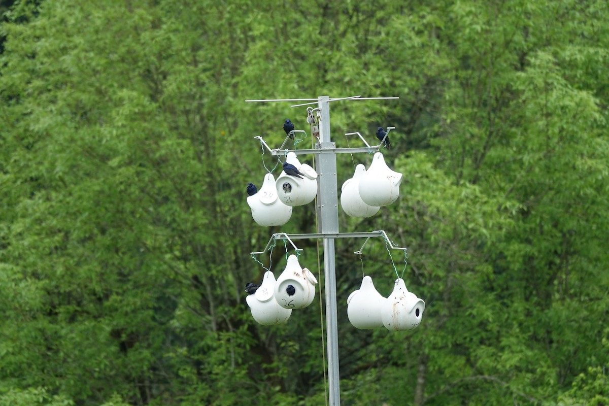 Purple Martin - Ian Godwin