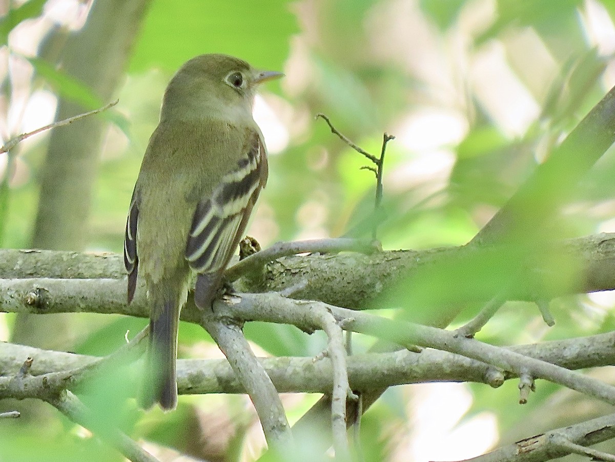 Least Flycatcher - Quinn Emmering