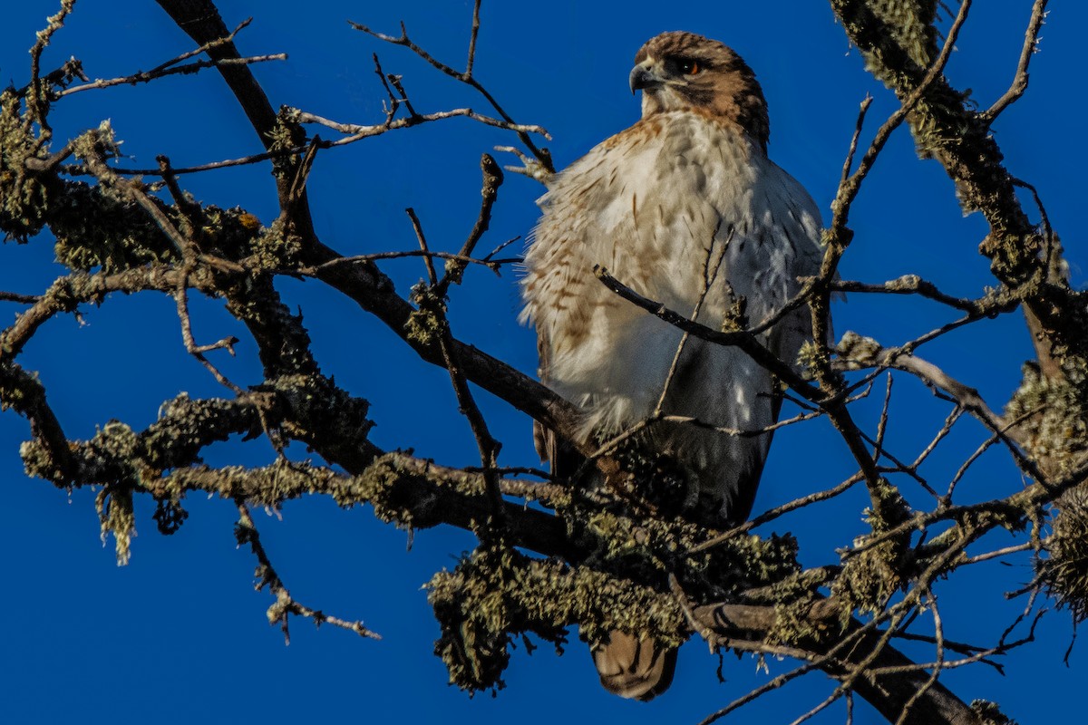 Red-tailed Hawk - Dale Bargmann