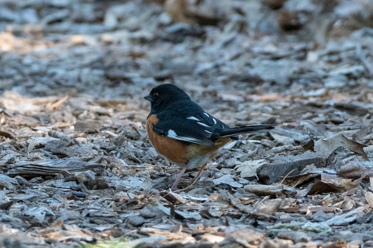 Eastern Towhee - ML235344331