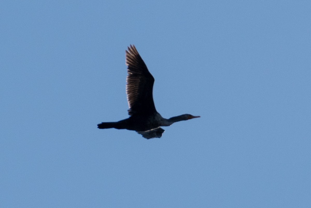 Double-crested Cormorant - ML235344401