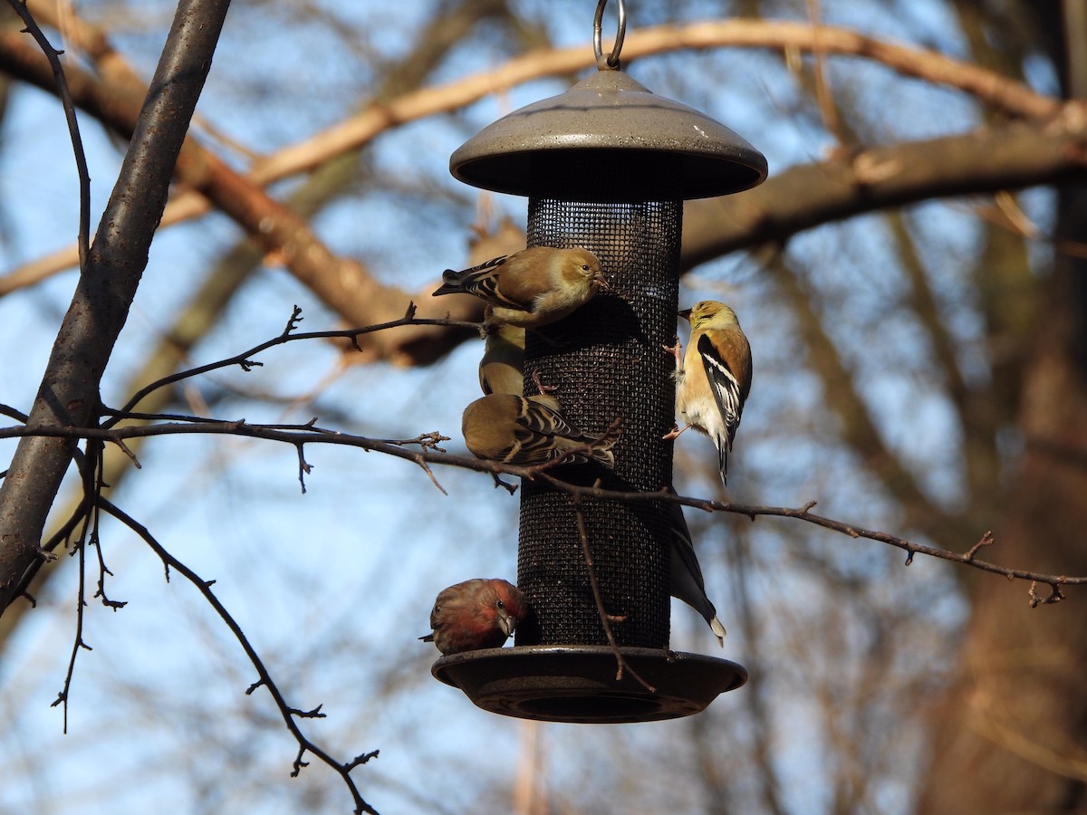 American Goldfinch - ML235344951