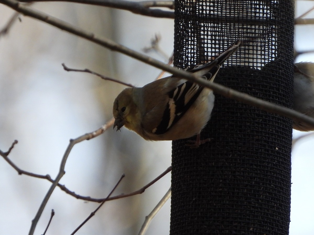American Goldfinch - ML235345371