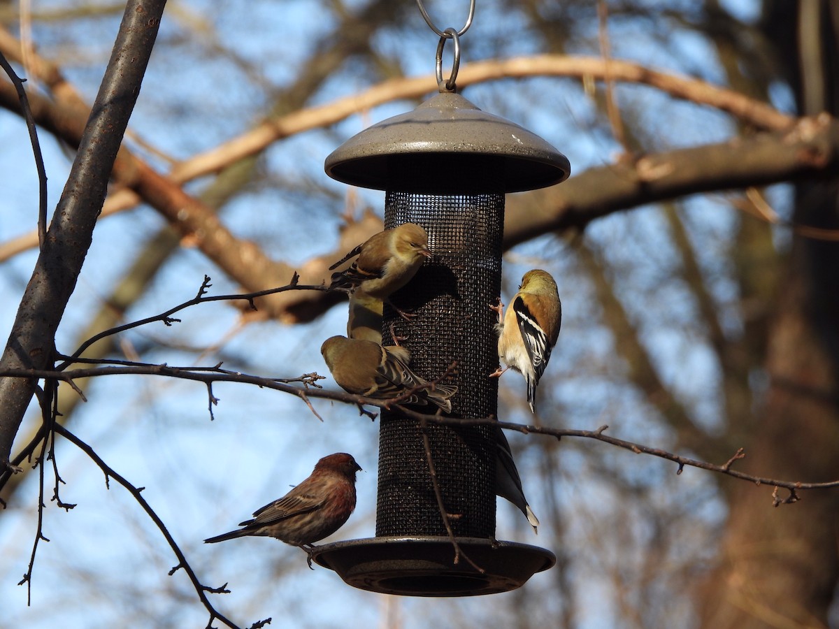 American Goldfinch - ML235345481